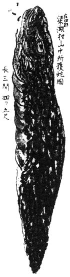 Cryptides - Tsuchinoko (Kuroda Suizan:wikimedia commons)