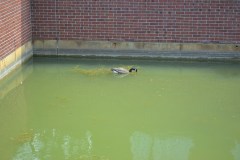 Bassin Brunante (3)