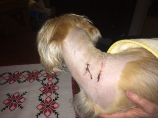 suki attaque pitbull Rosemont