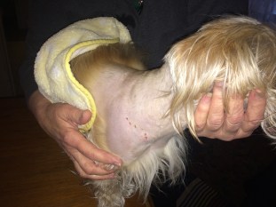 suki attaque pitbull Rosemont