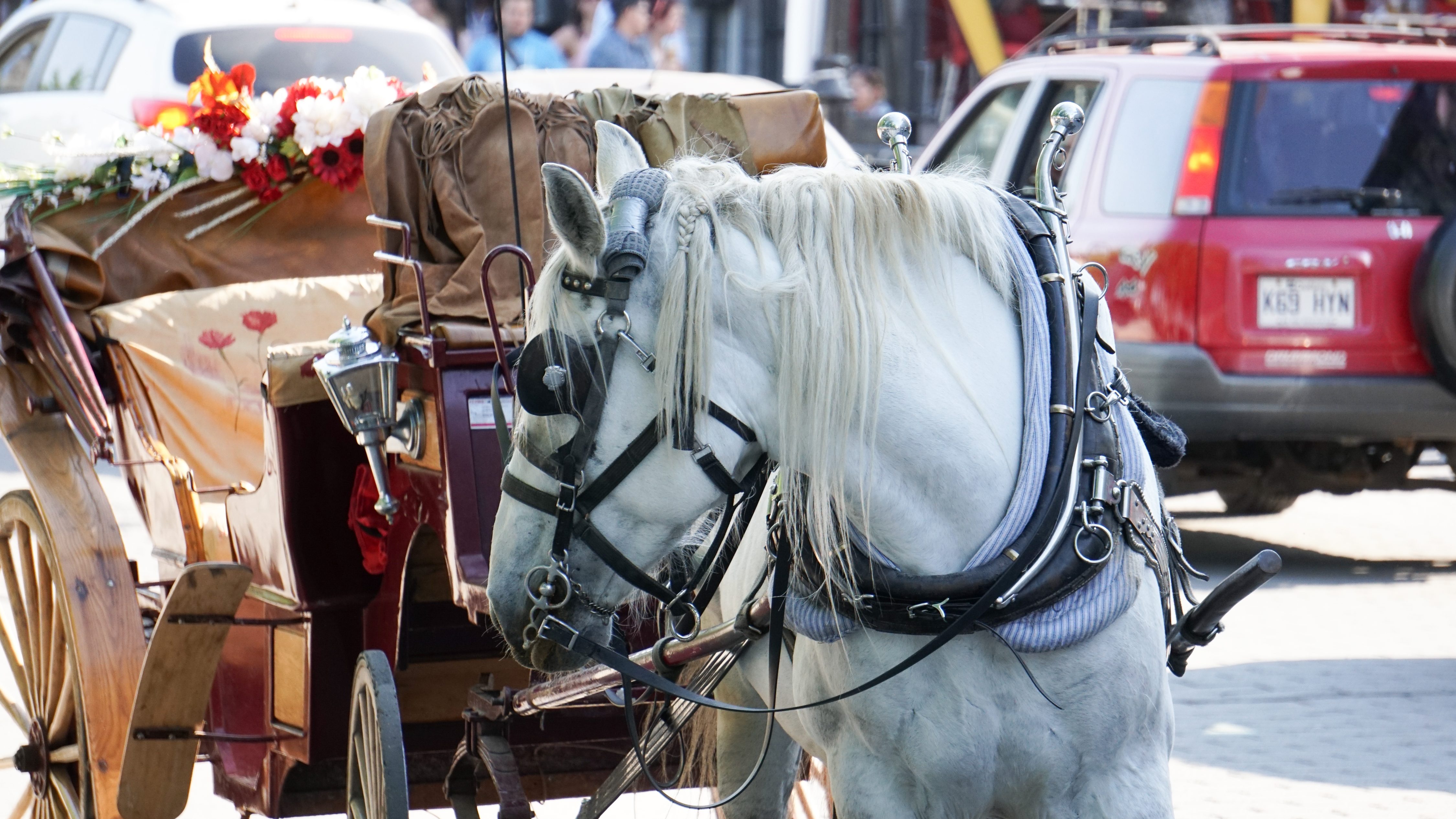 calèches vieux montréal