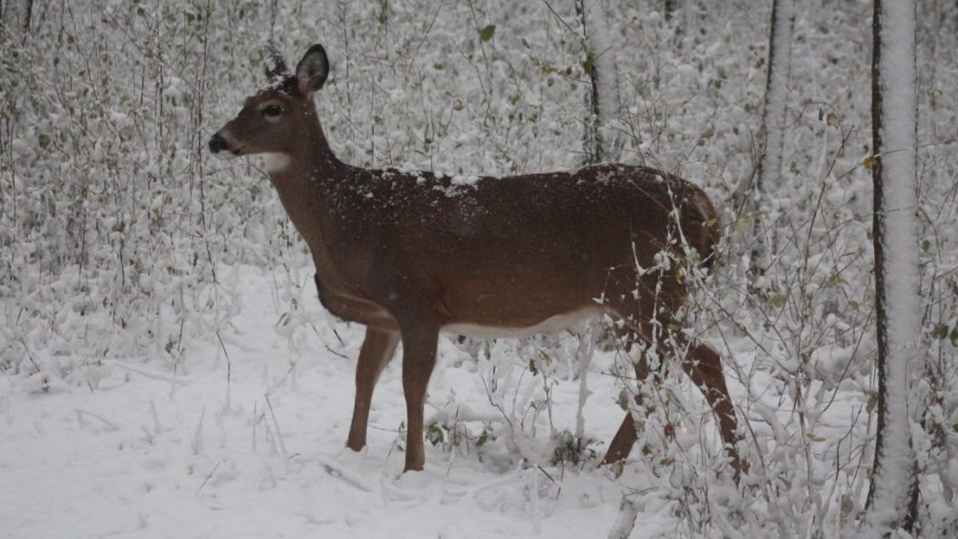 Cerf de Virginie
