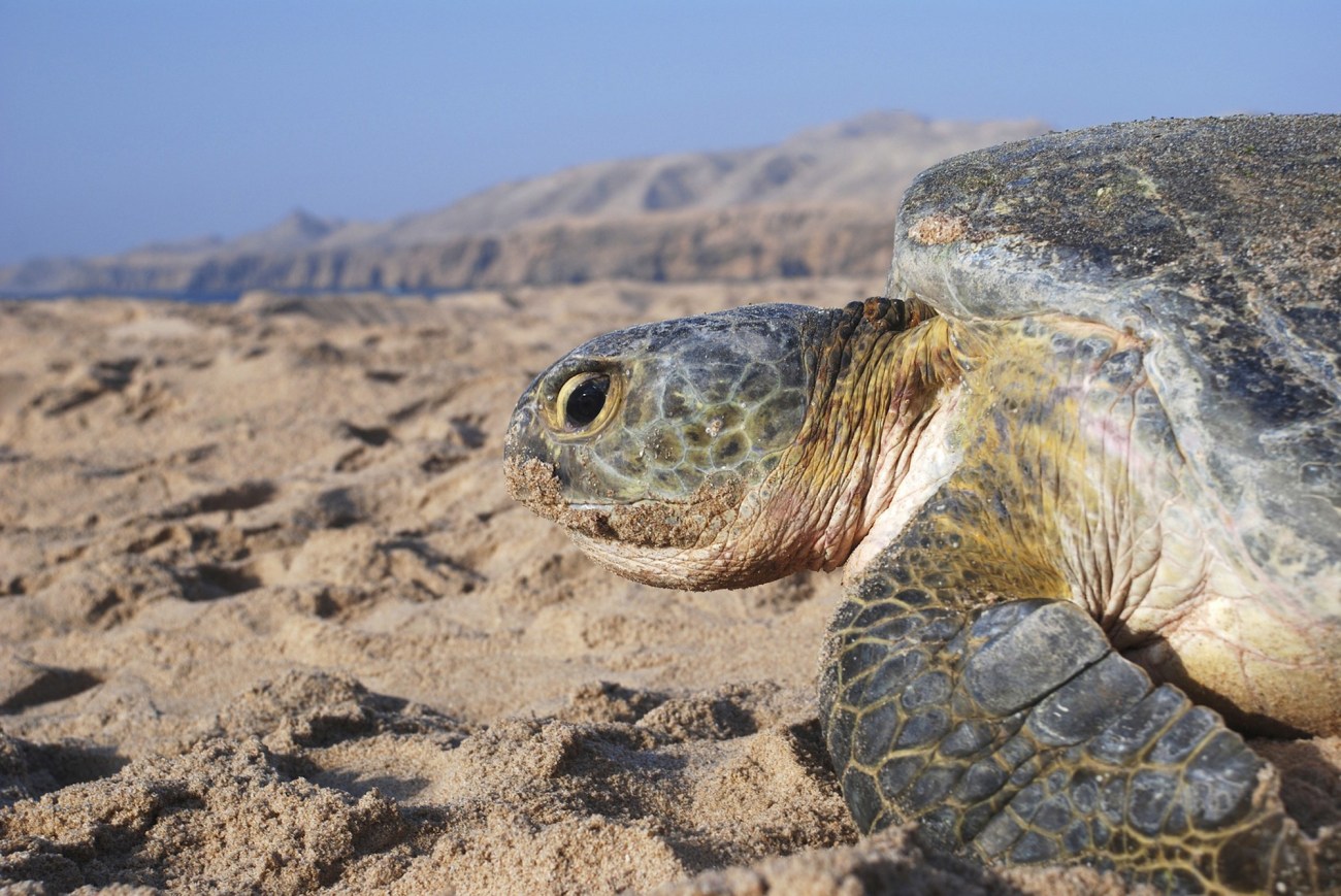 vacances_oman-tortues_c100