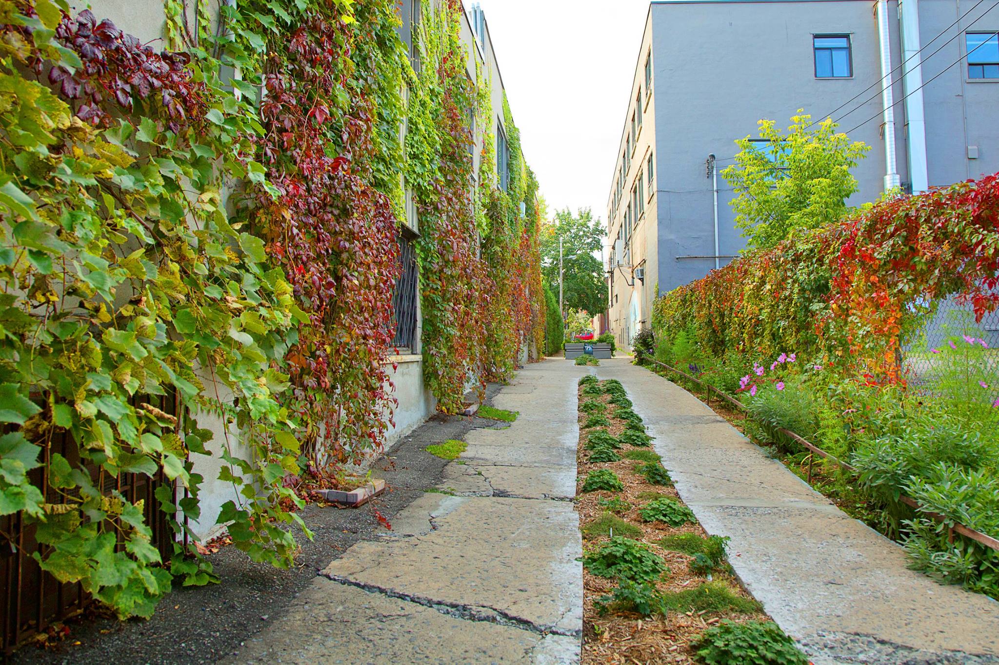 Le nombre de ruelles vertes passera à 118 dans Rosemont – La Petite-Patrie cet été.