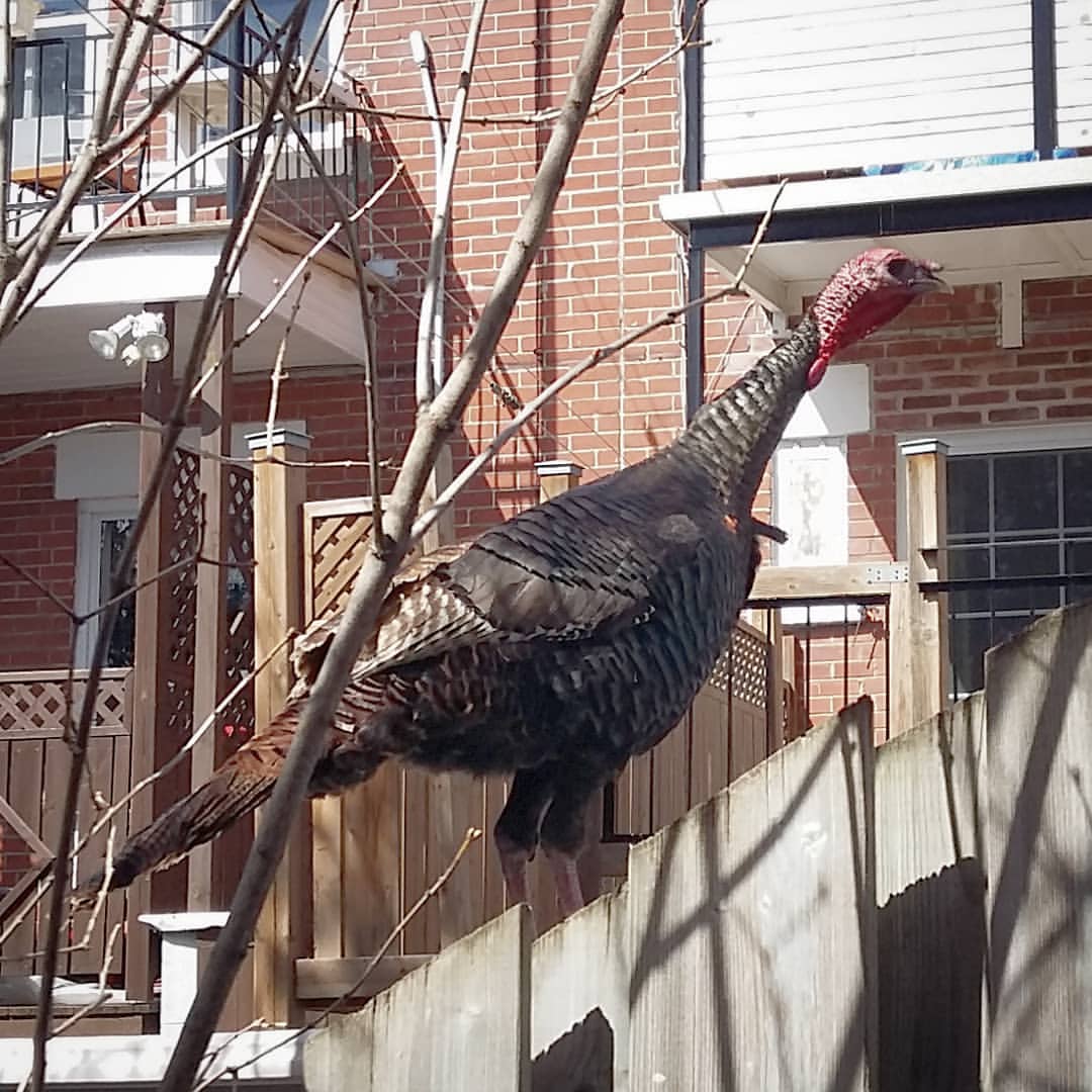 Les dindons sauvages ont fait leur apparition dans les cours de certains citoyens.
