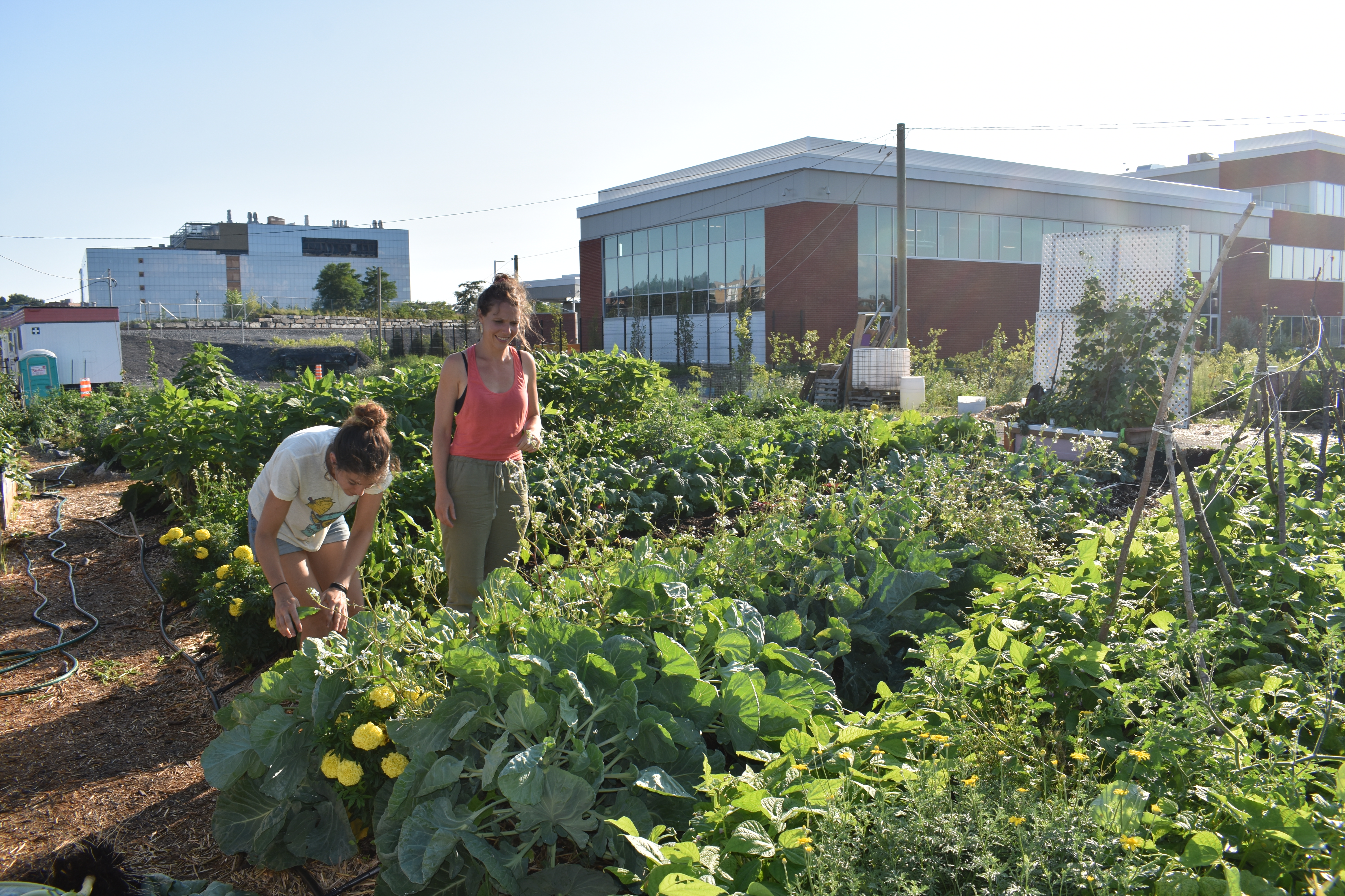 Deux femmes dans un potager d'agriculture urbaine