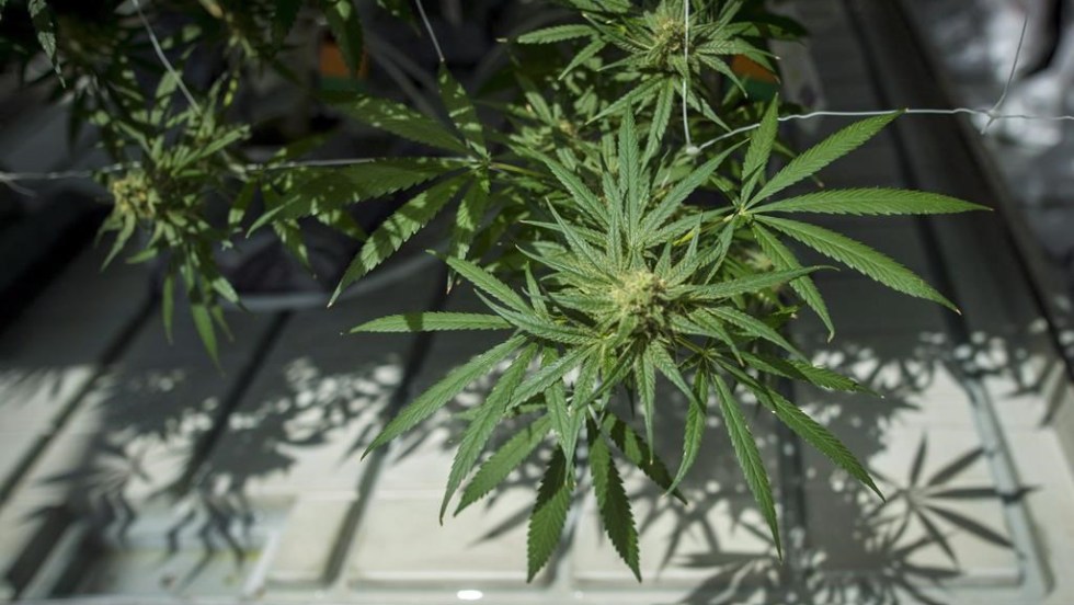 Cannabis