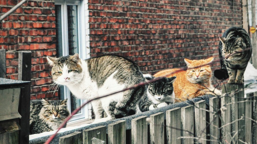 chats