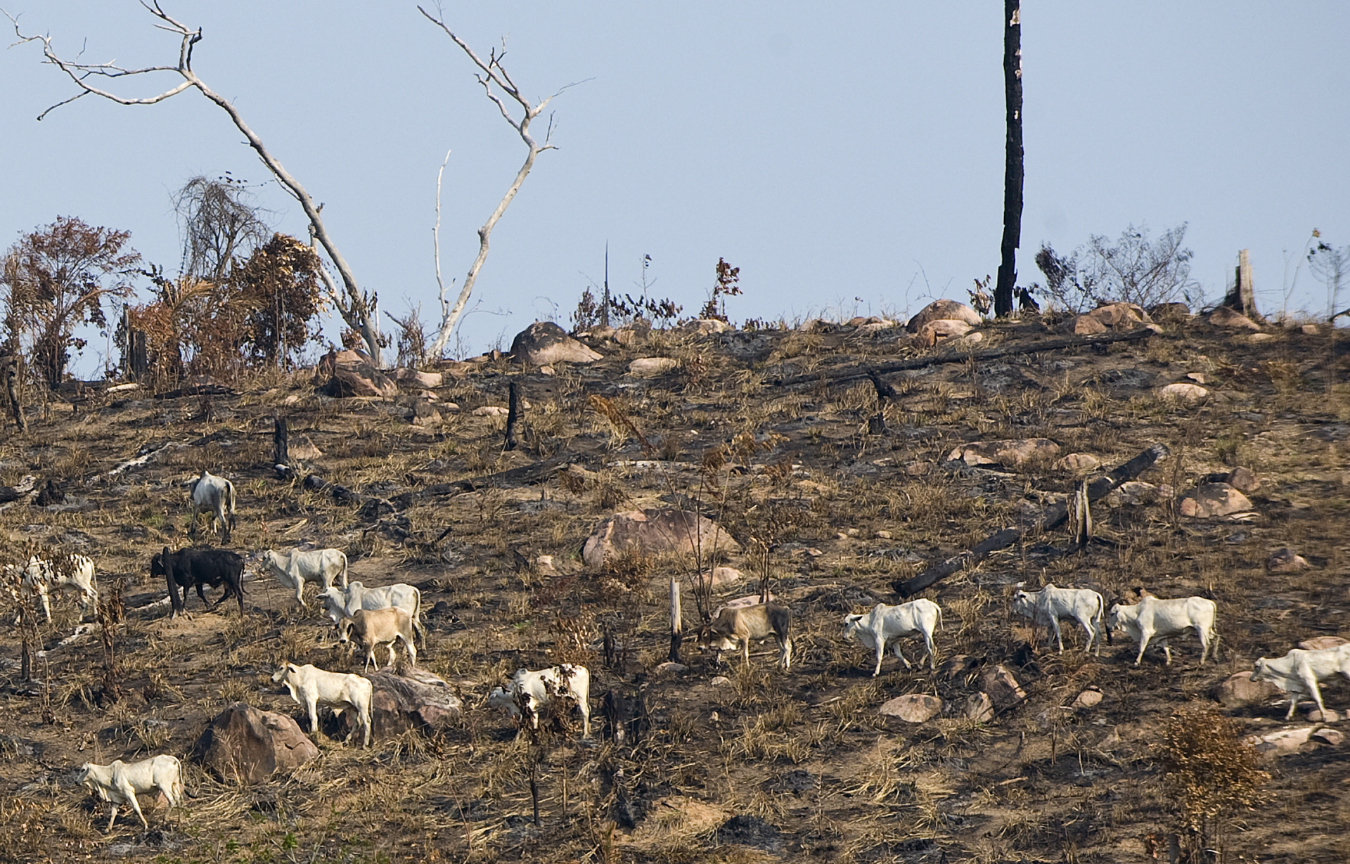 Amazonie feux forêts brésil Bolsonaro