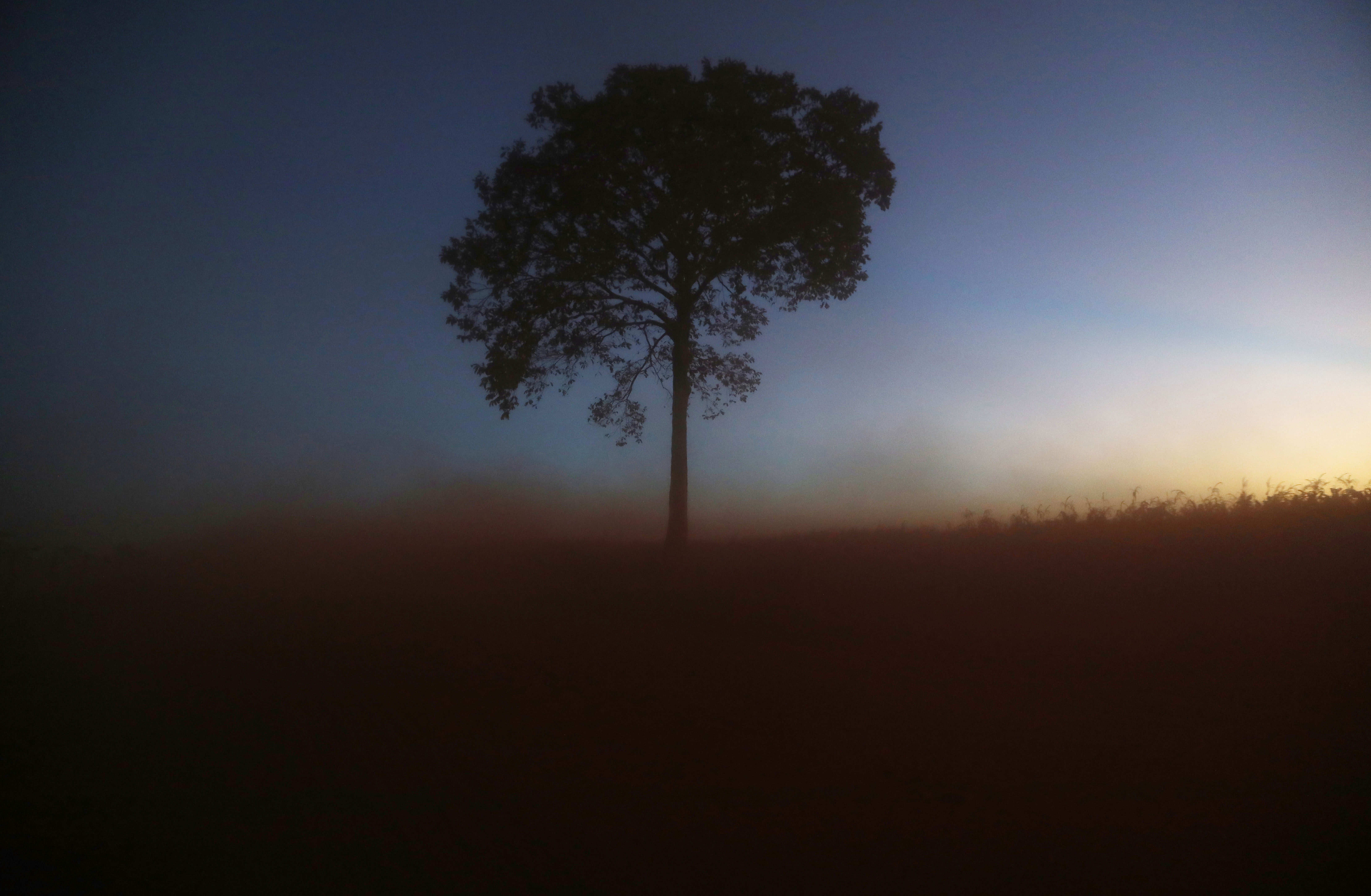 Déforestation en Amazonie