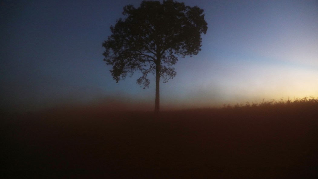 Déforestation en Amazonie