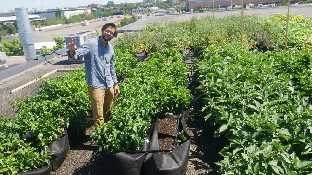 Jean Philippe Vermette responsable de la Centrale agricole devant des plantations sur le toit du 1405 rue Legendre Ouest.