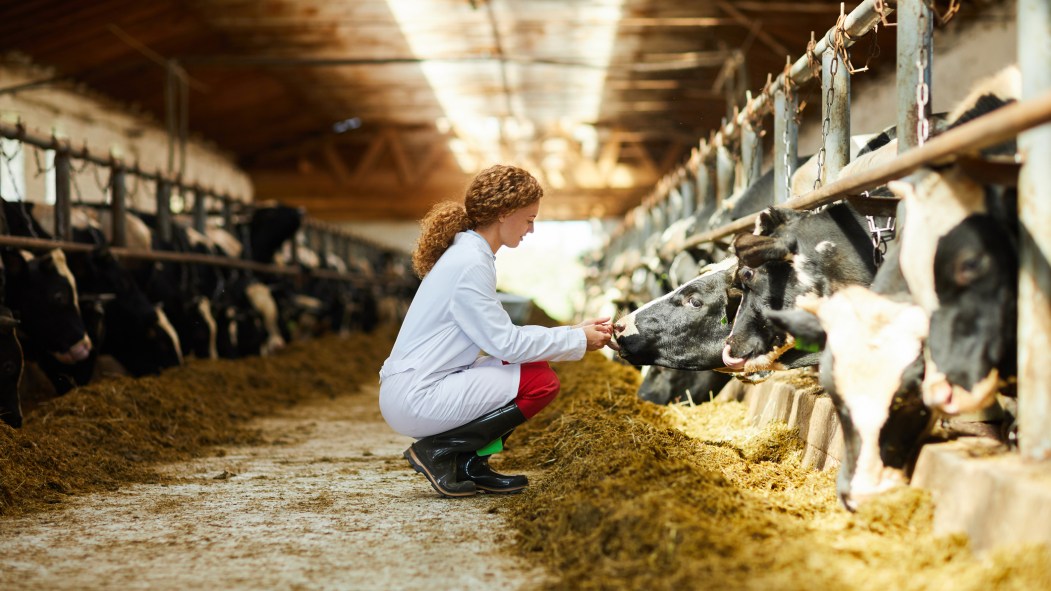 Agriculture: une femme dans une ferme de vaches