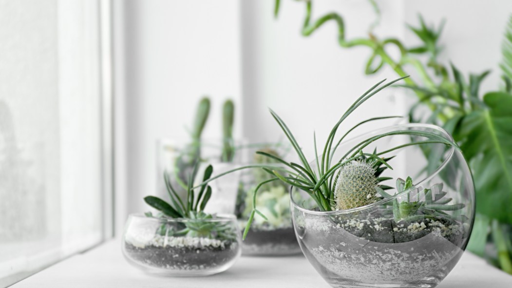 Plantes