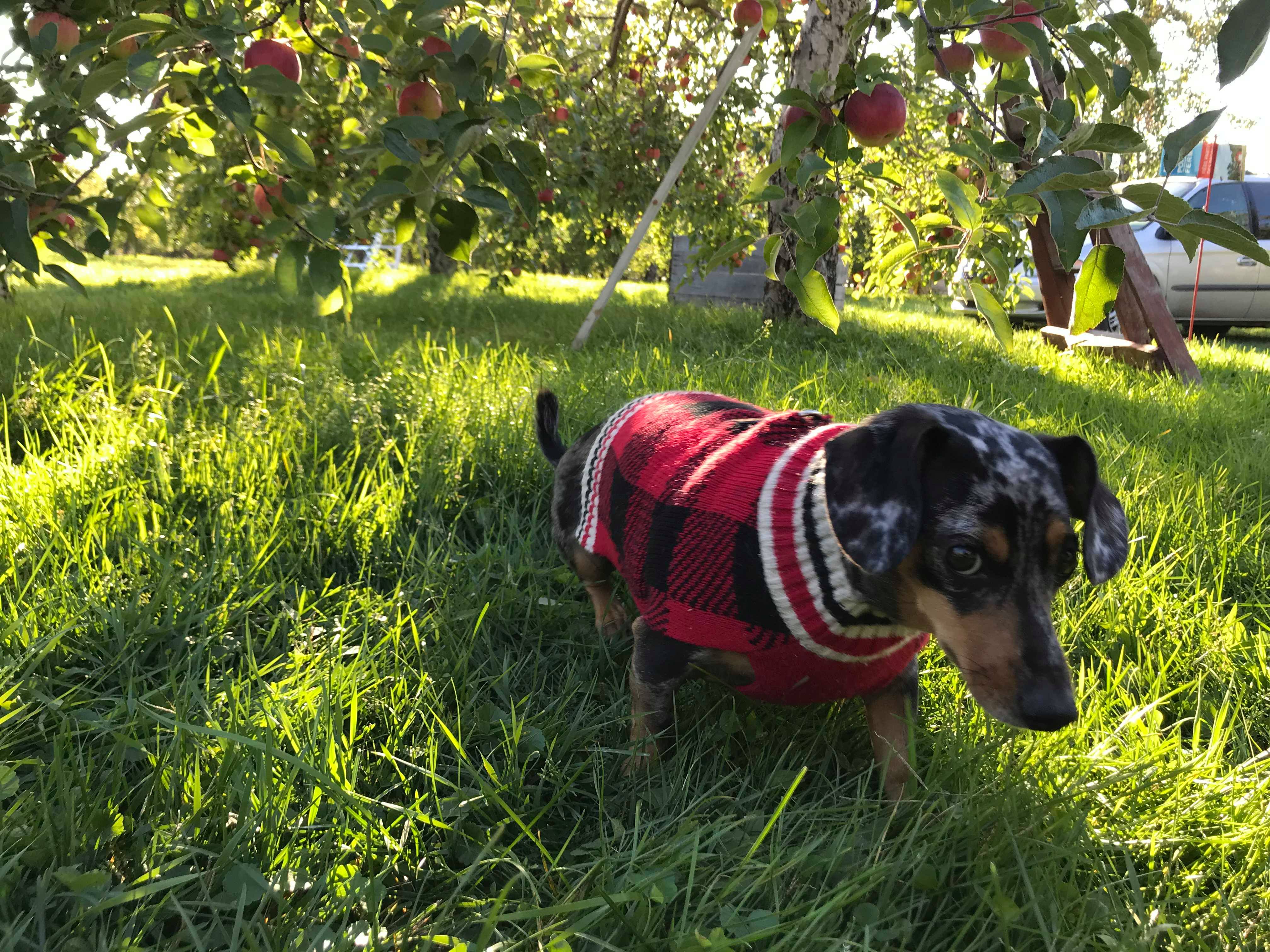 Chien dans verger