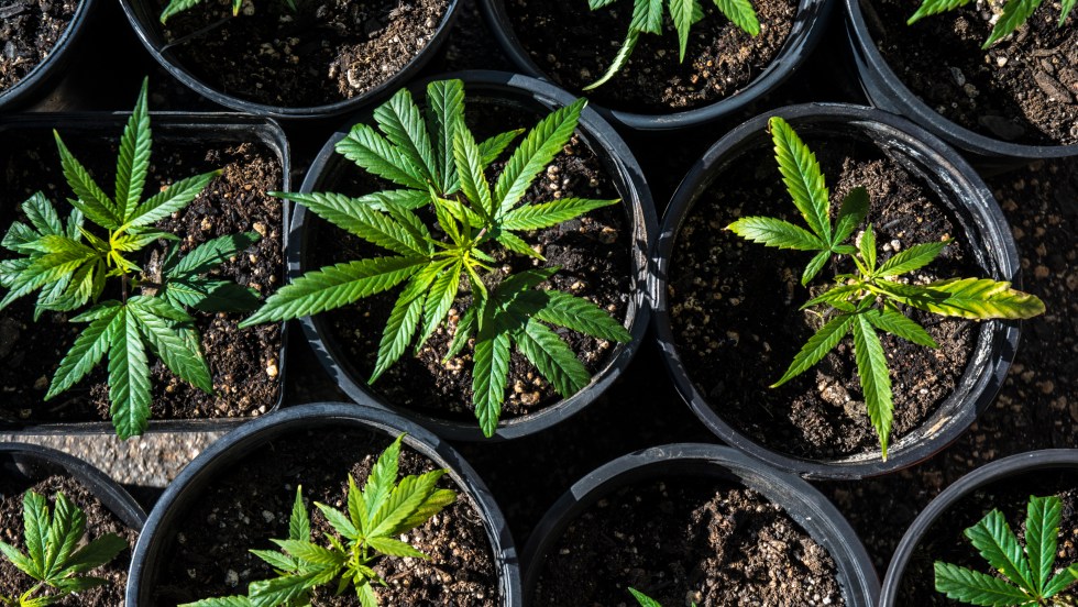 Québec en guerre contre la culture du cannabis à domicile