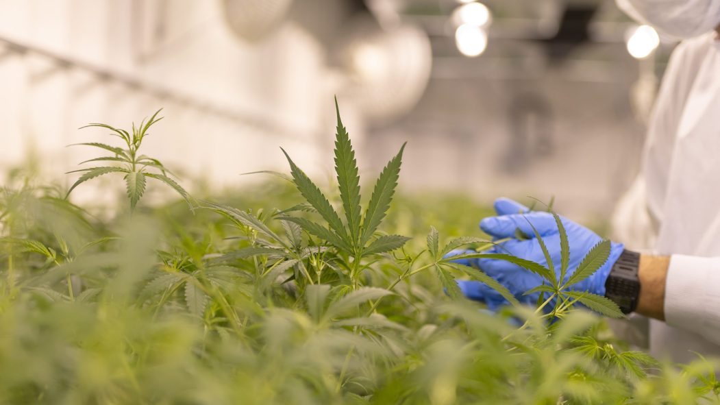 cannabis troubles mentaux