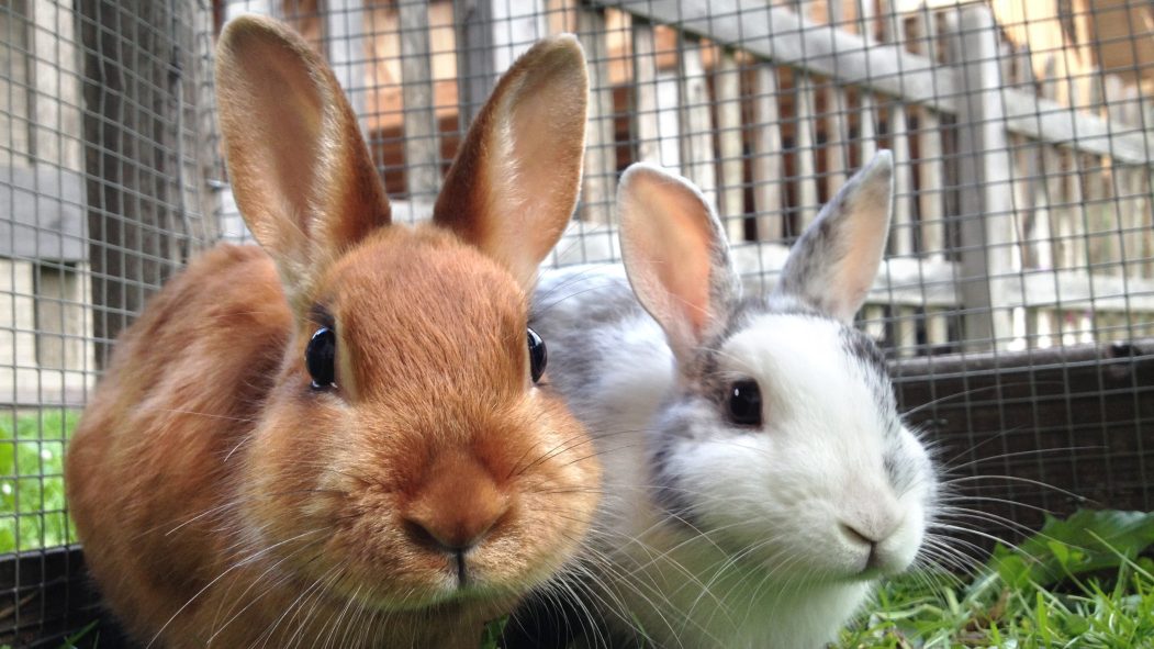 lapins