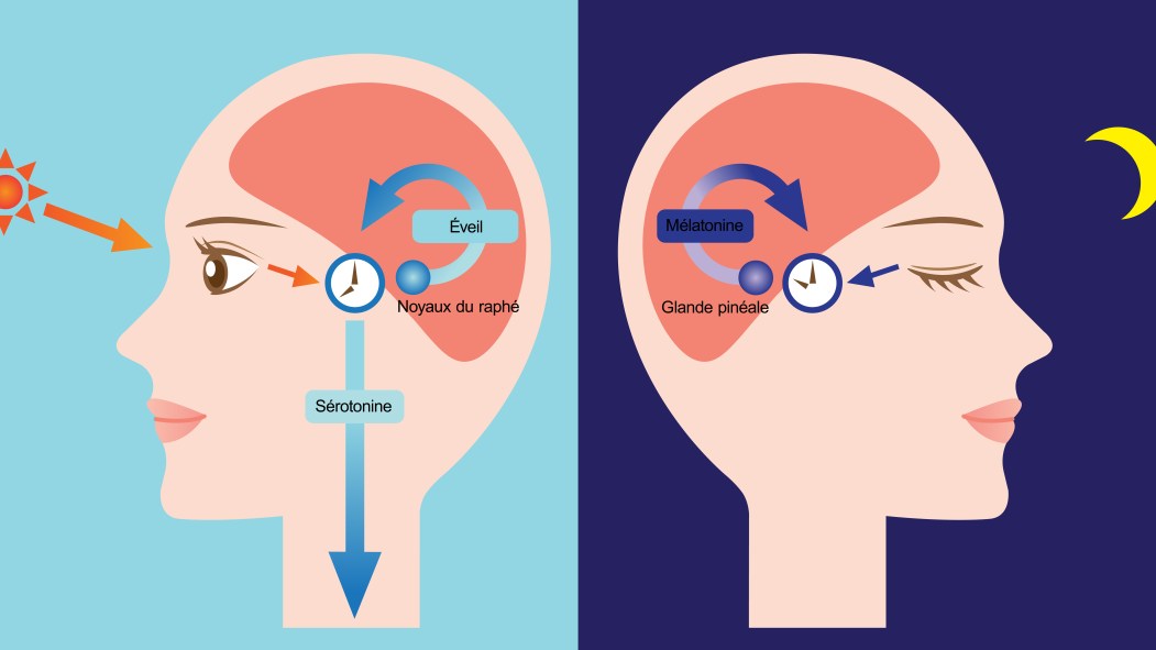mélatonine