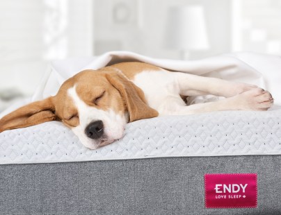 Chien couché sur matelas