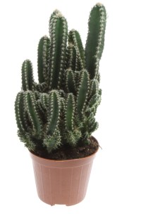 plante