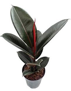 plante