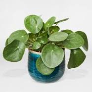 plante