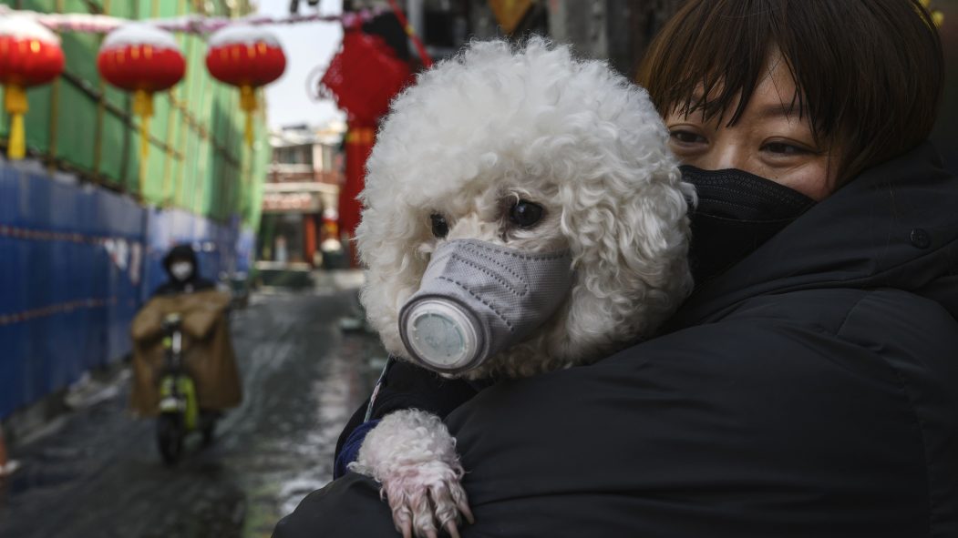 hong Kong chien coronavirus