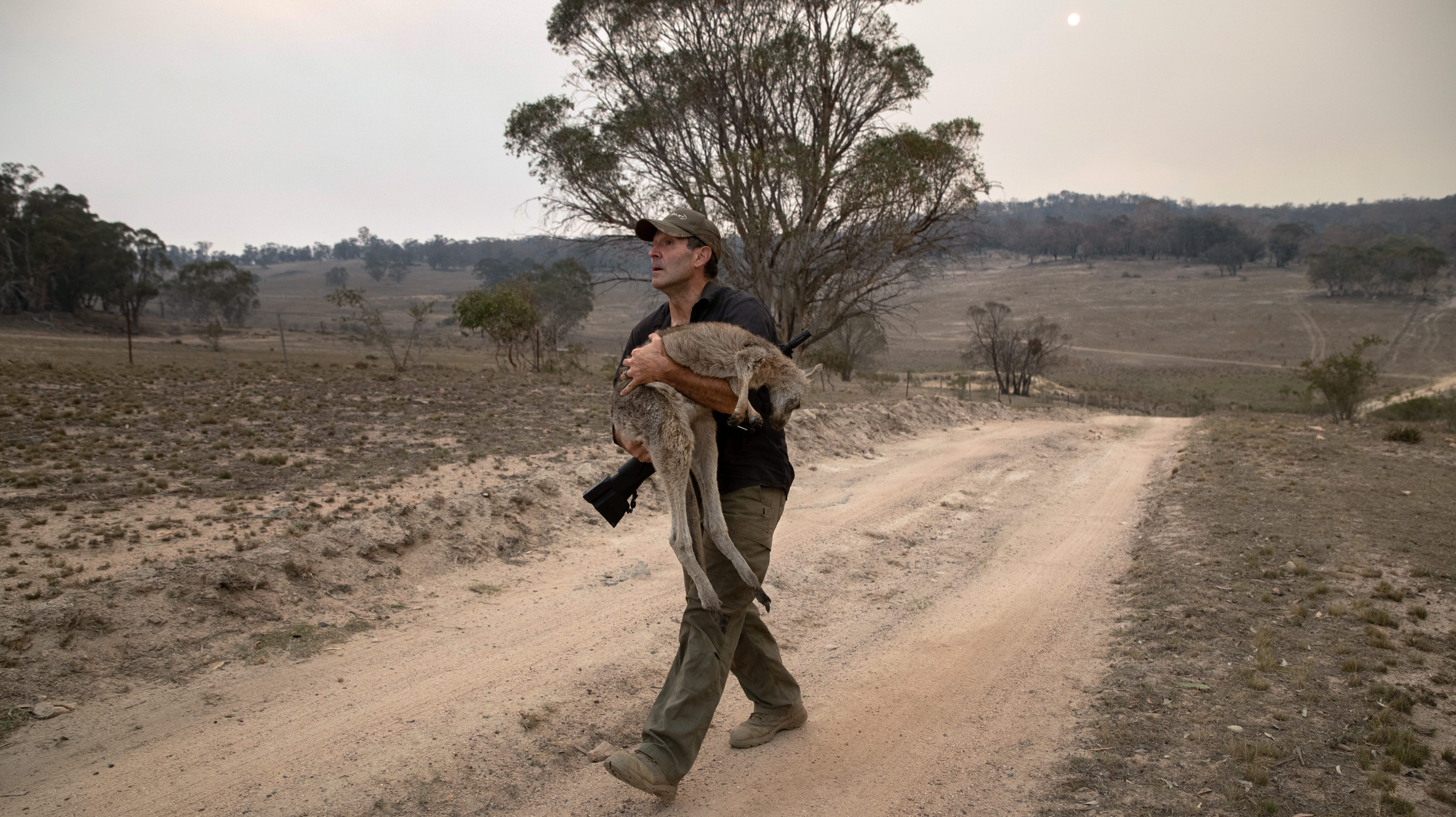 Incendies en Australie: 20% des forêts ont été détruites