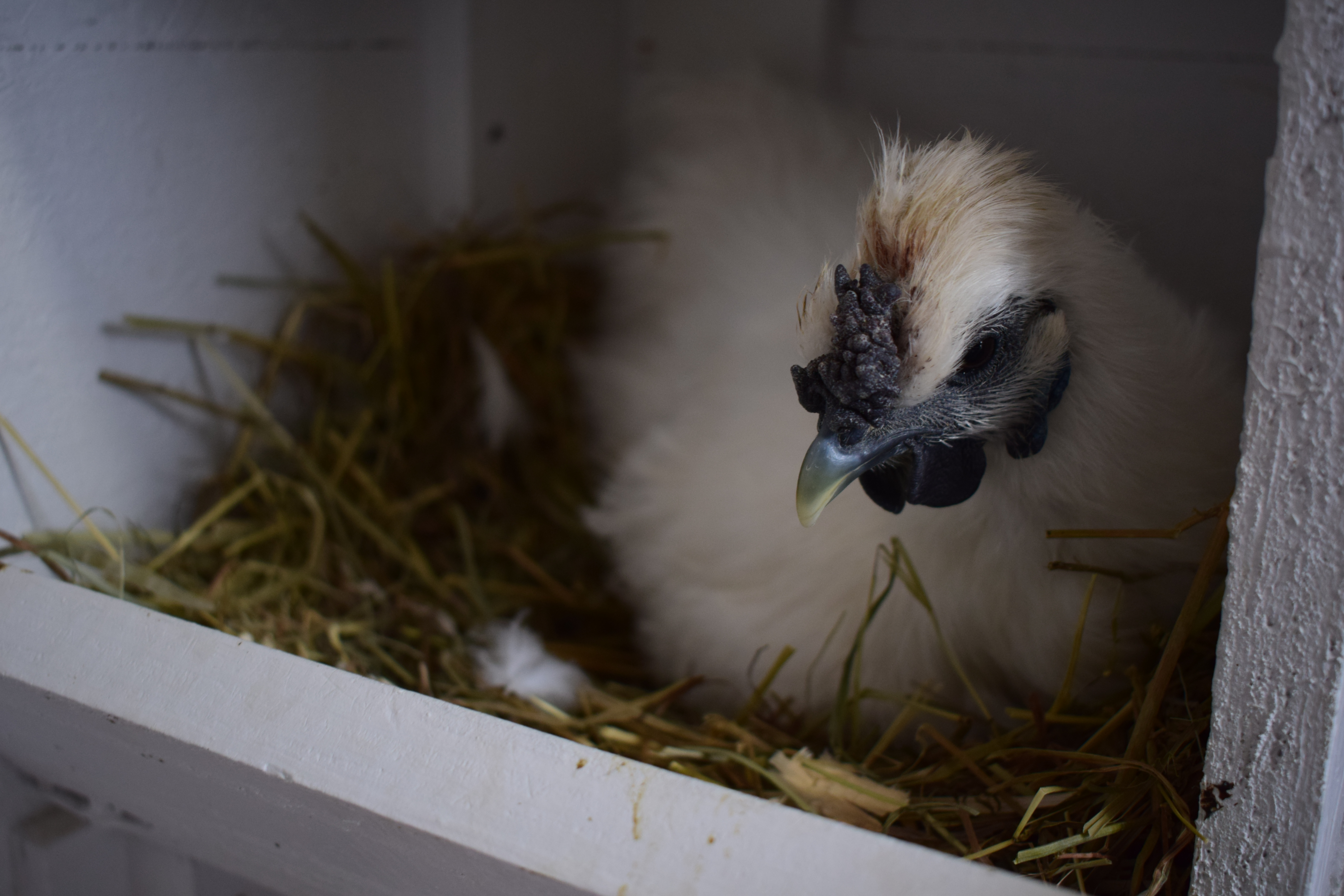 Les poules pourront mener leur vie dans les jardins de Montréal-Est, sous certaines conditions.
