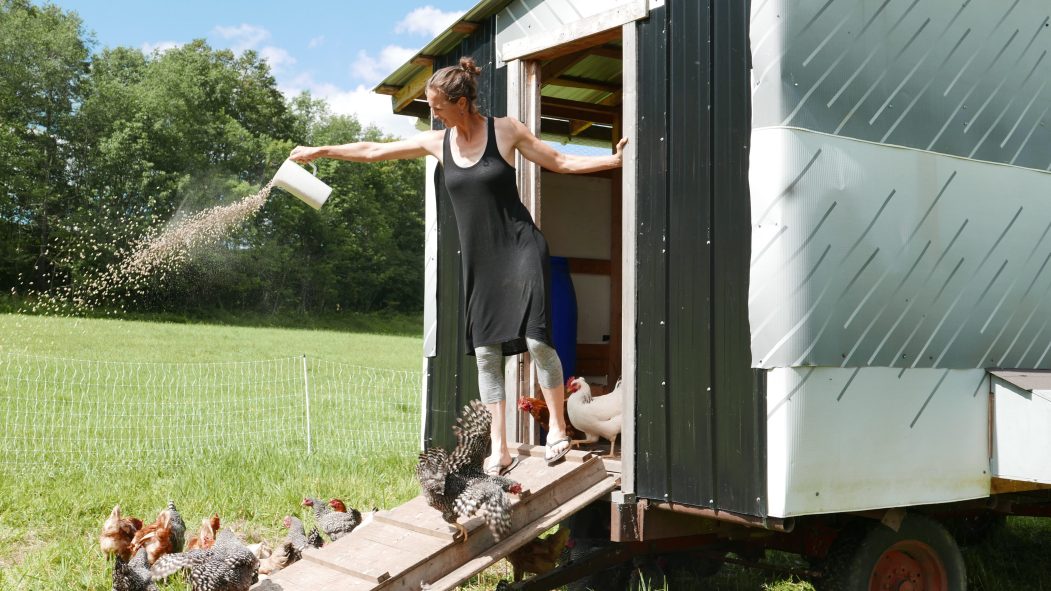 Une agricultrice lance de la nourriture à des poules