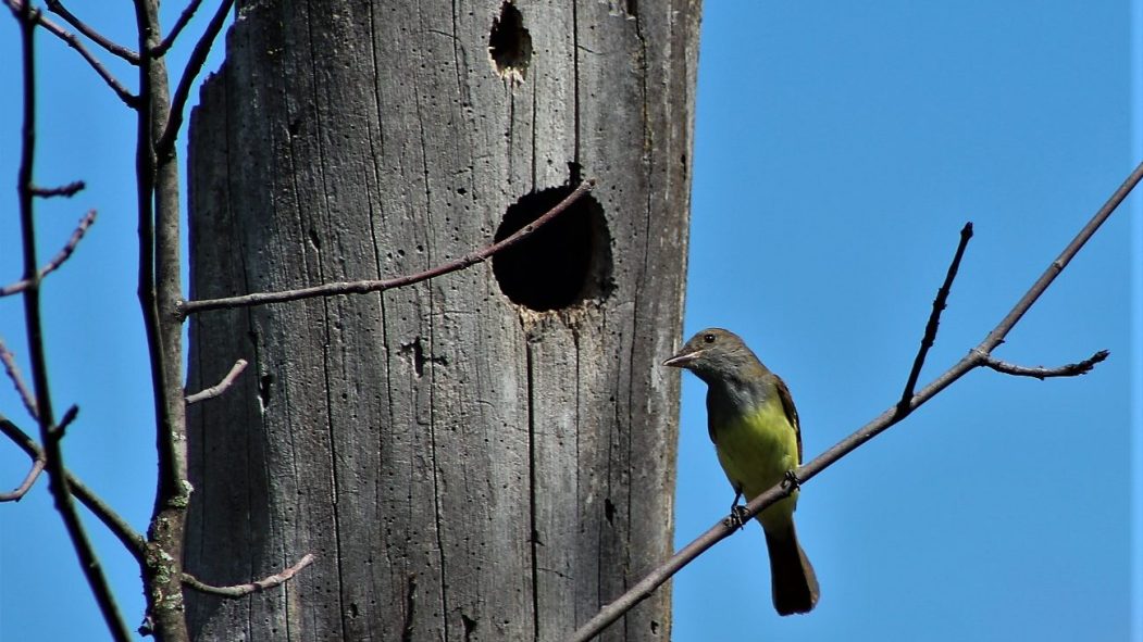 Oiseaux du Technoparc