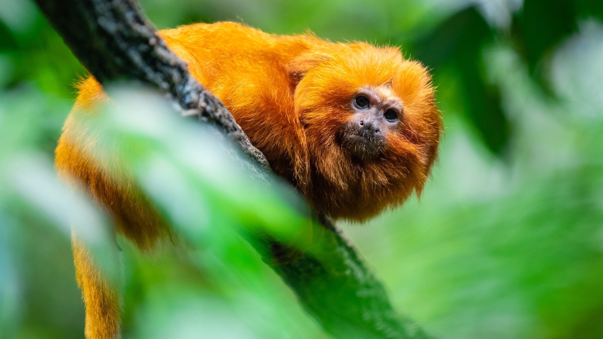 Le Biodôme sera ouvert au public le 31 août.