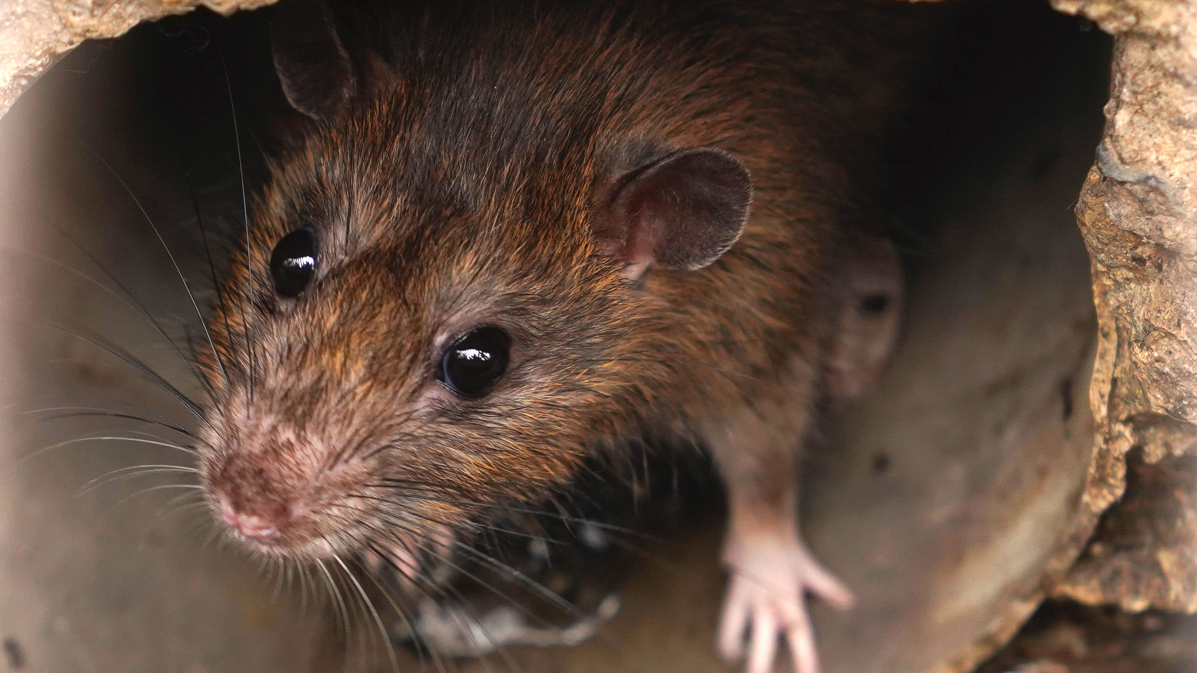 rats Rosemont SRB Pie-IX