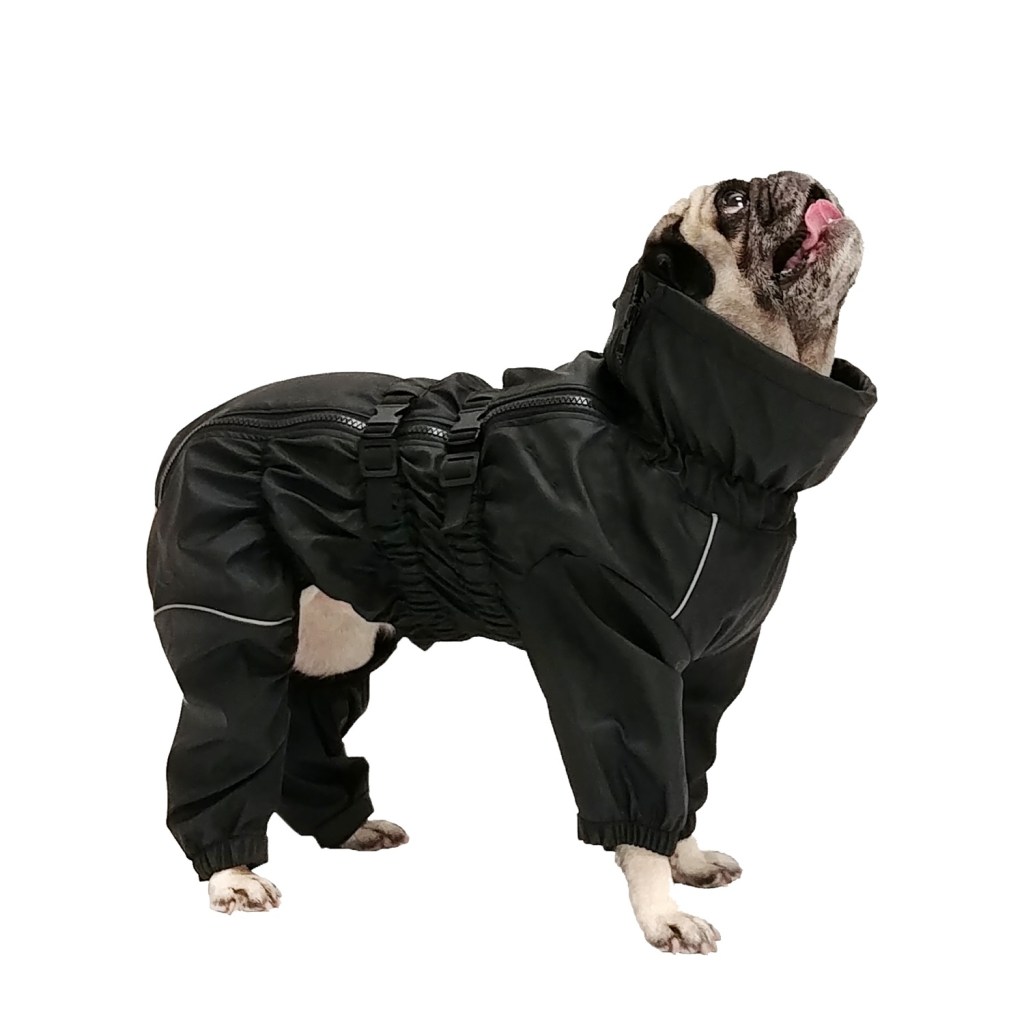 Chien portant un manteau noir
