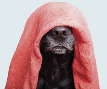 Chien avec une serviette sur la tête