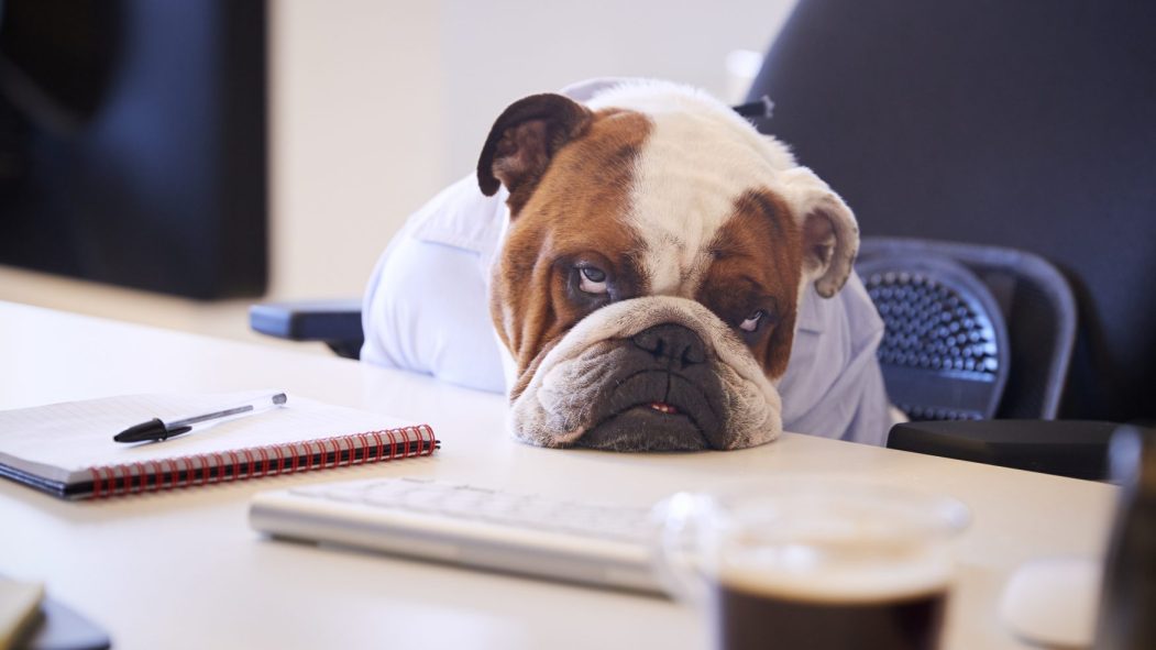 Certains chiens peuvent développer de l’anxiété en raison du confinement.