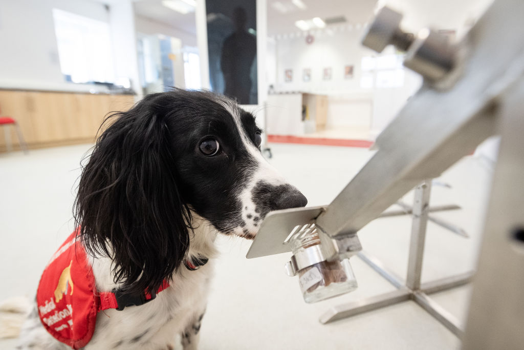 Un chien est entraîné à détecter le coronavirus