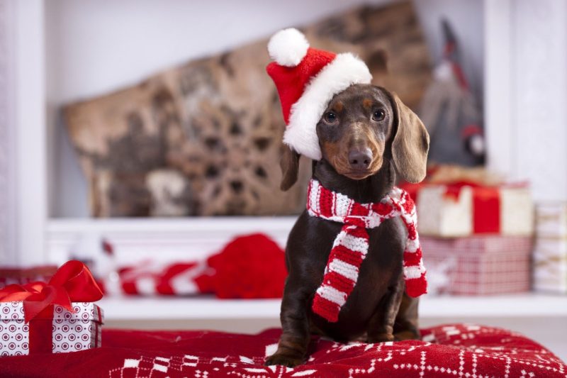 chien-noël