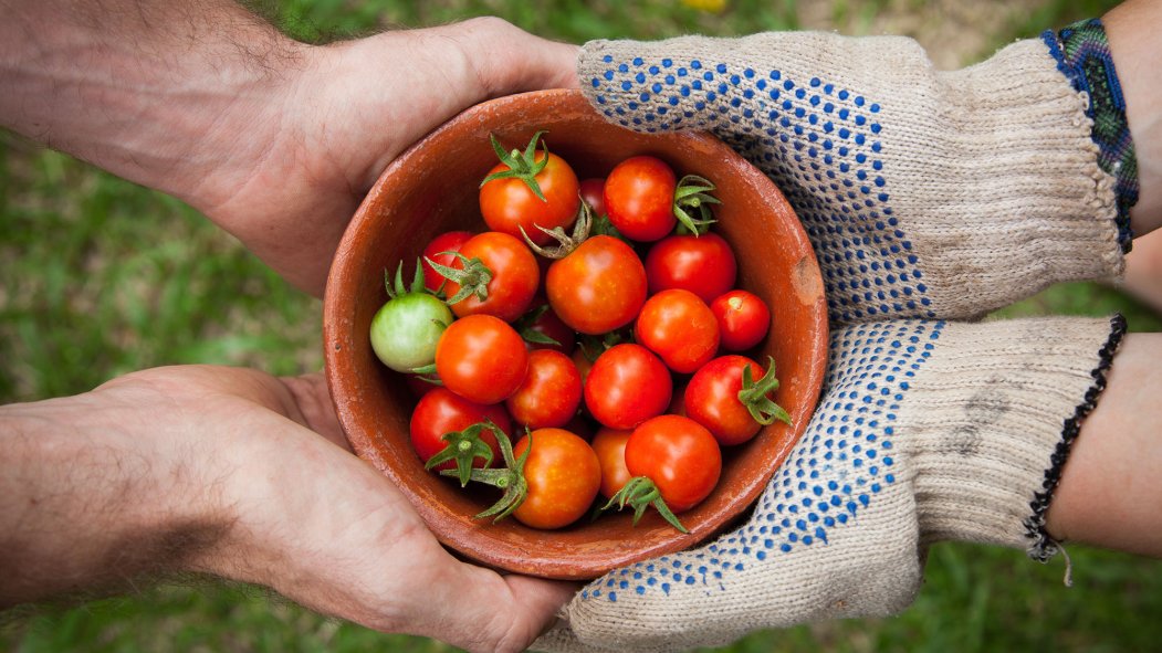 bol de tomates tenu par quatre mains