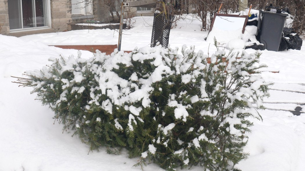 recyclage sapins de Noël