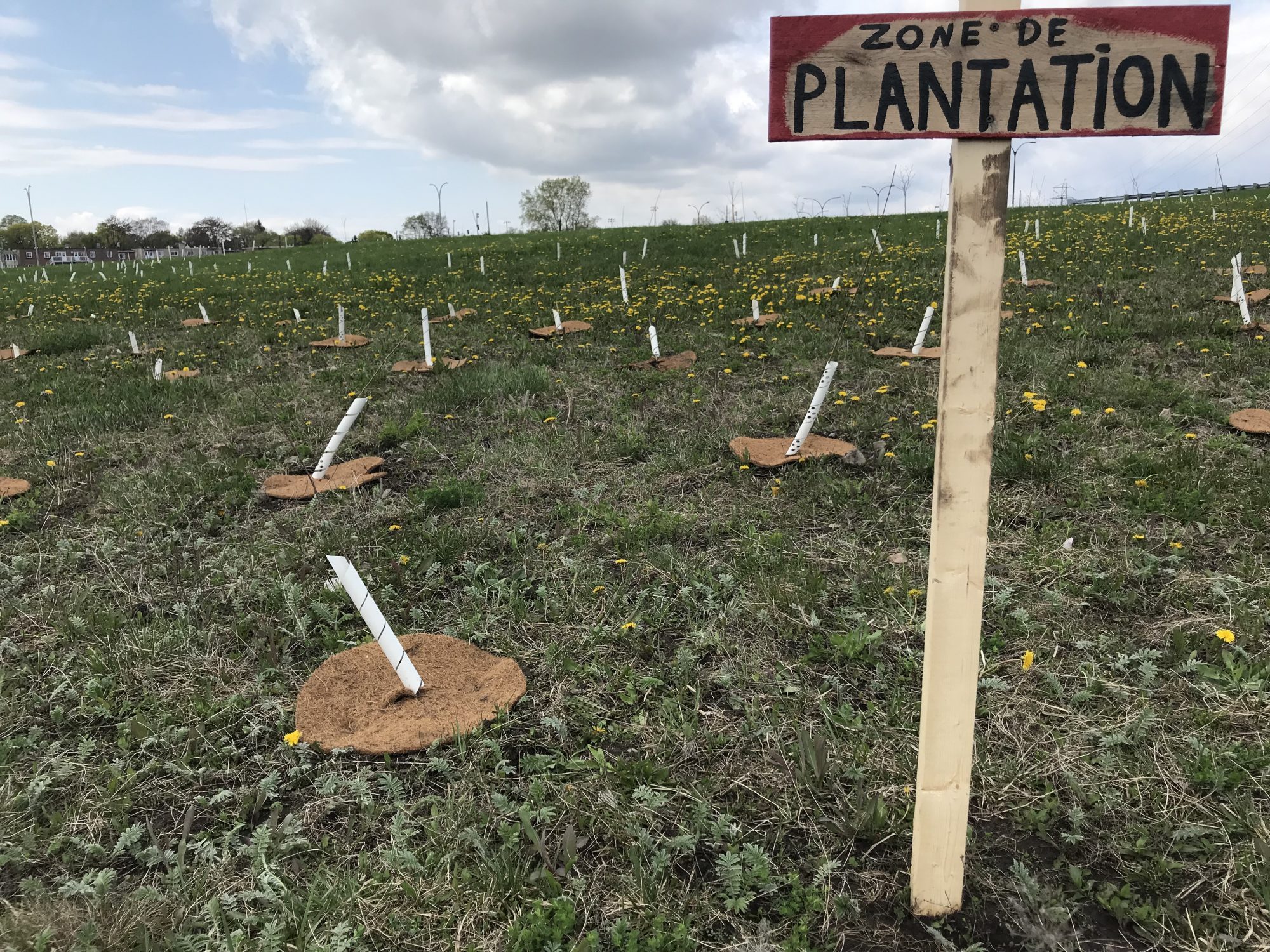 Des arbres pour réduire les îlots de chaleur urbains