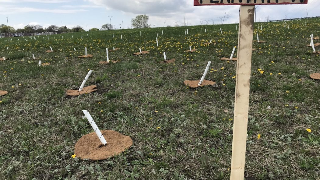 Des arbres pour réduire les îlots de chaleur urbains