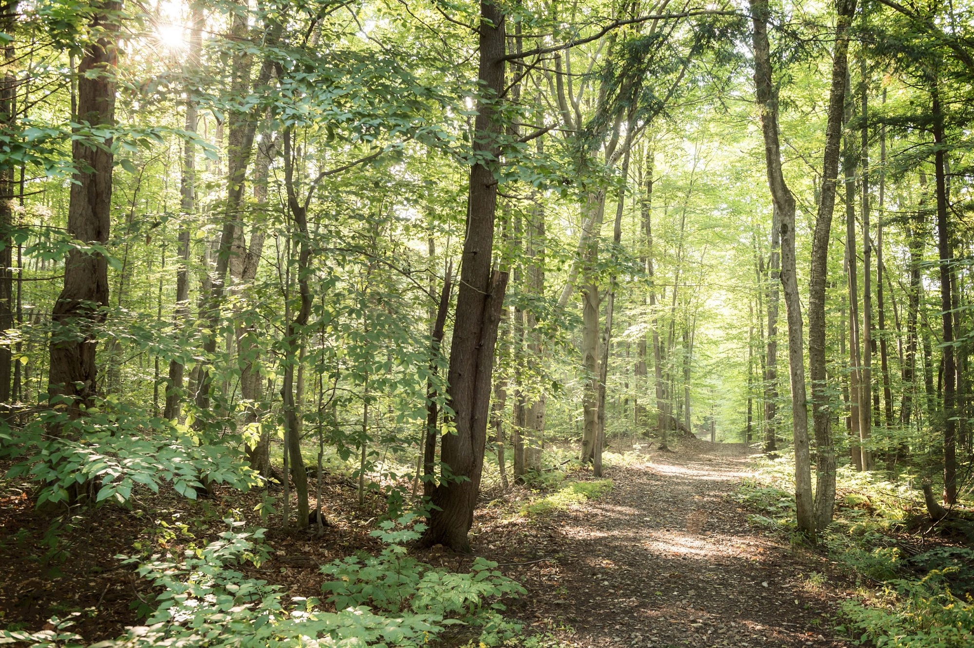 Un sentier sur le mont Rigaud