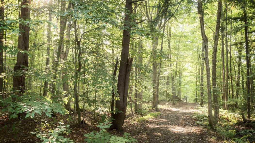 Un sentier sur le mont Rigaud