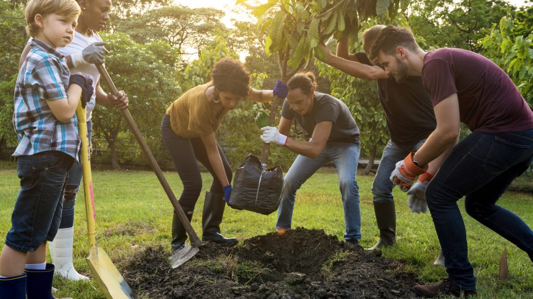 Planter des Arbres