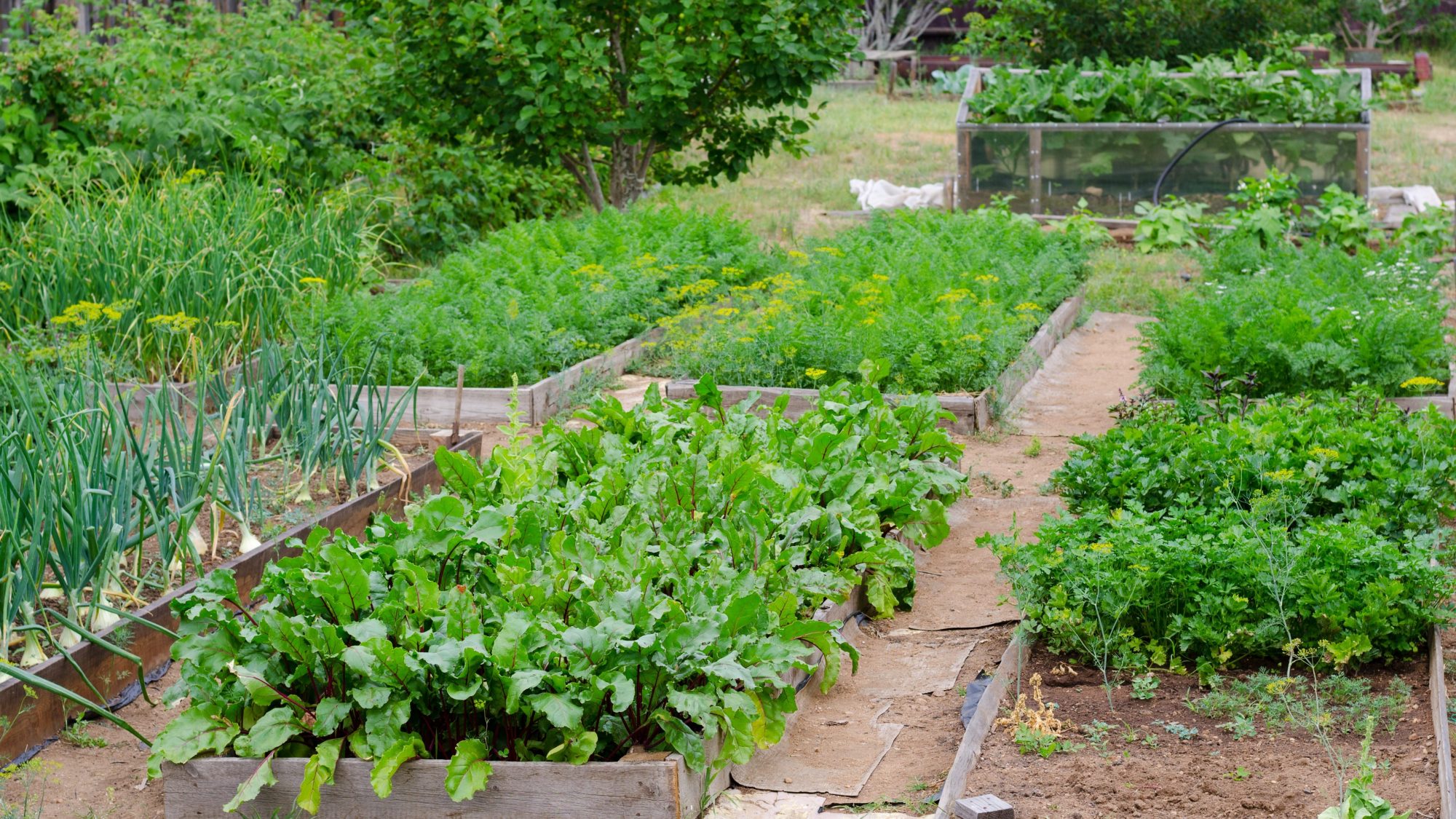 agriculture urbaine Rosemont