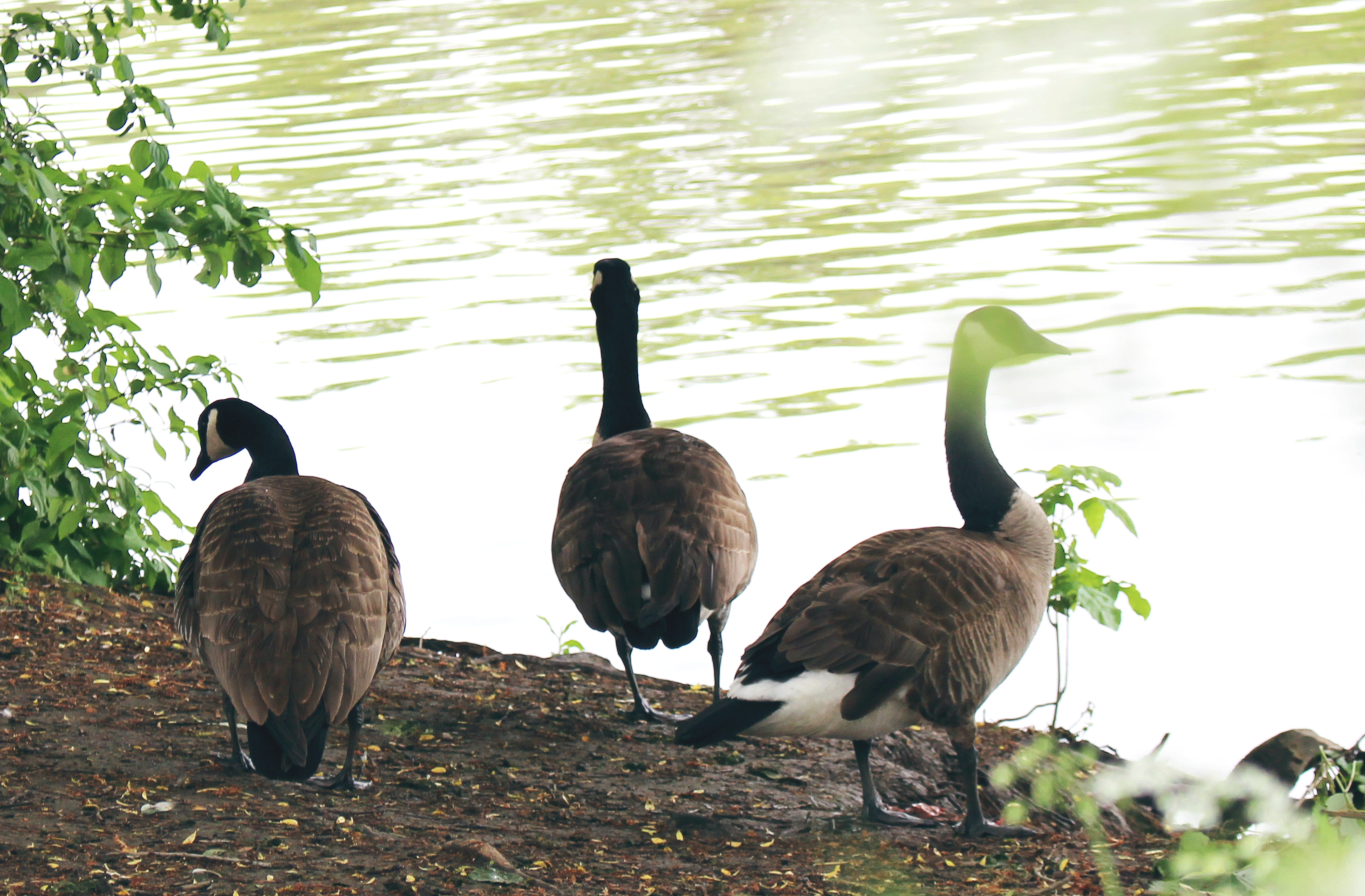 Trois bernaches sur le bord de l'eau