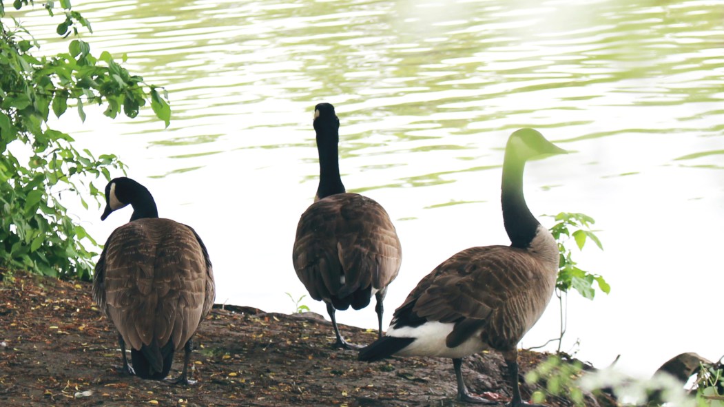 Trois bernaches sur le bord de l'eau