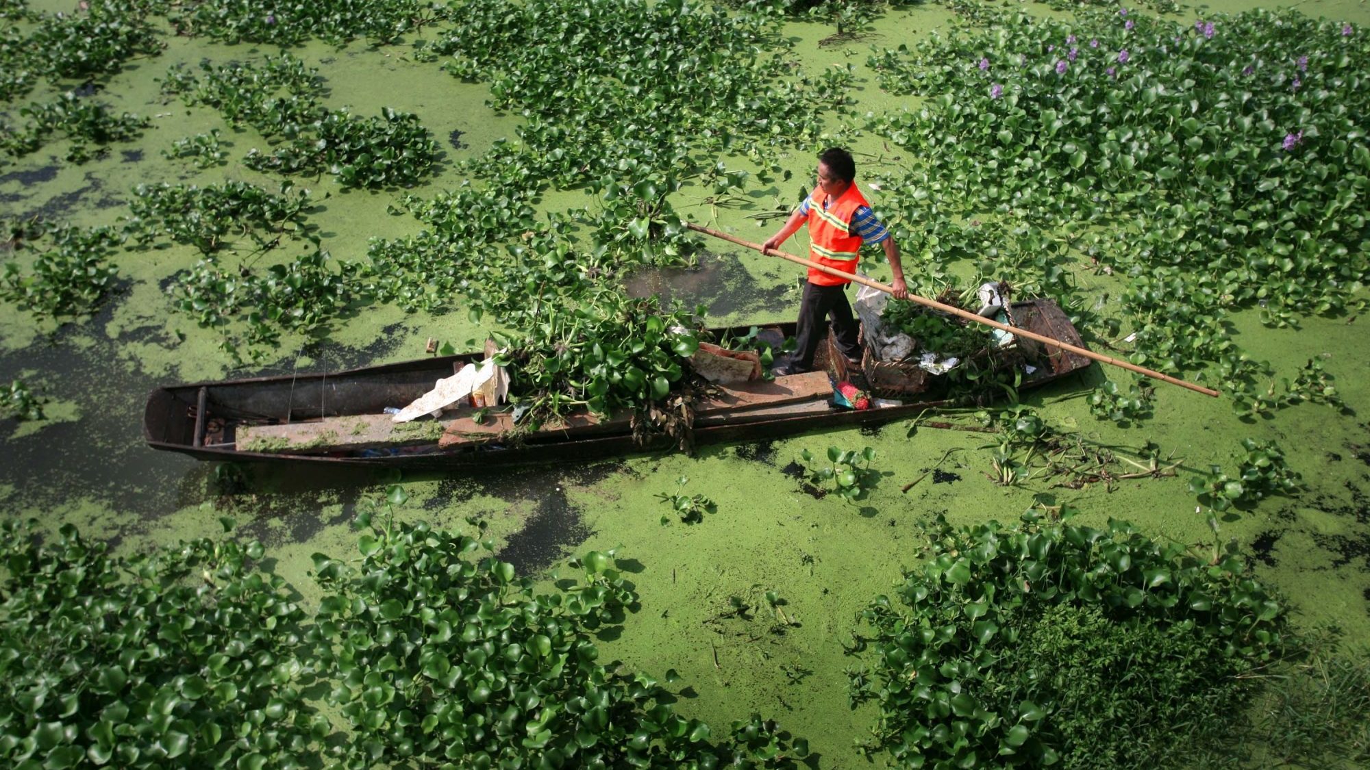 Invasions biologiques: des dommages de plusieurs milliards